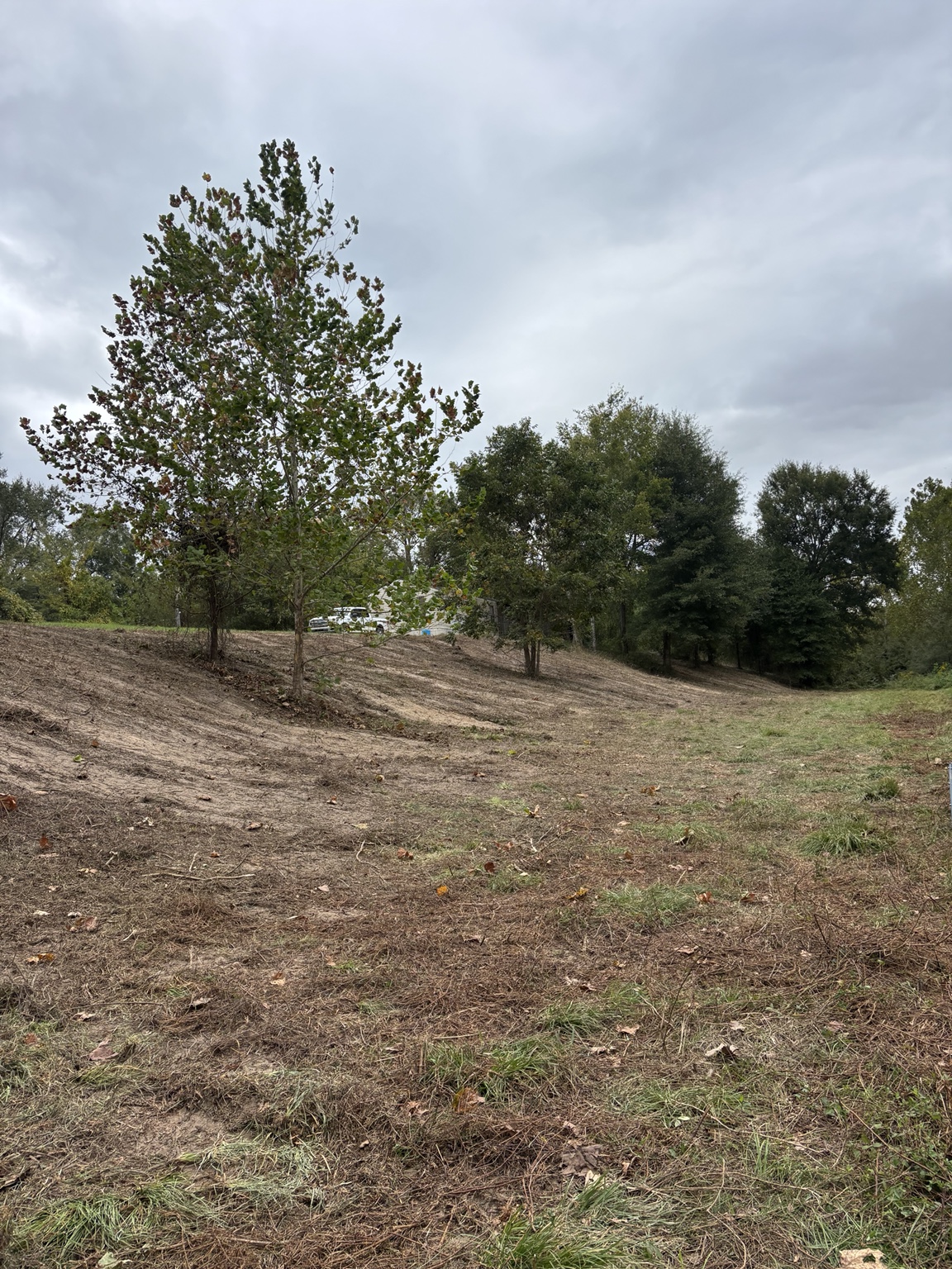Property after forestry mulching