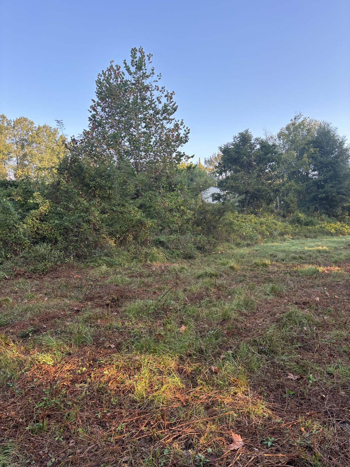 Property before forestry mulching